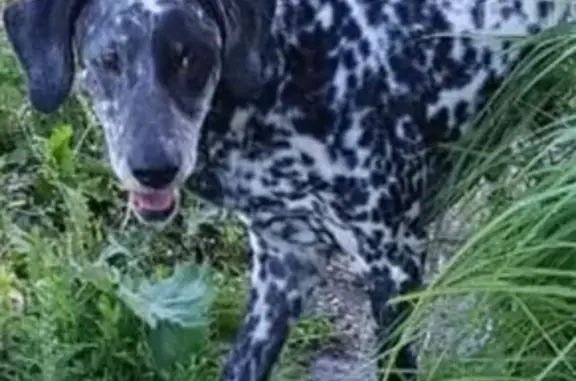 Найдена собака в Туле, д. Барыково