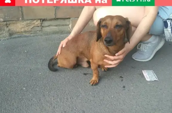 Найдена собака в Петрозаводске на улицах Анохина и Горькова