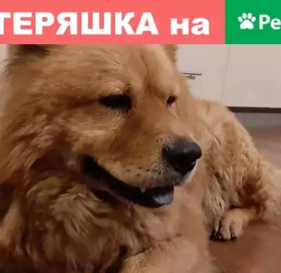 Найдена собака на ул. Запорожской, ищем хозяев