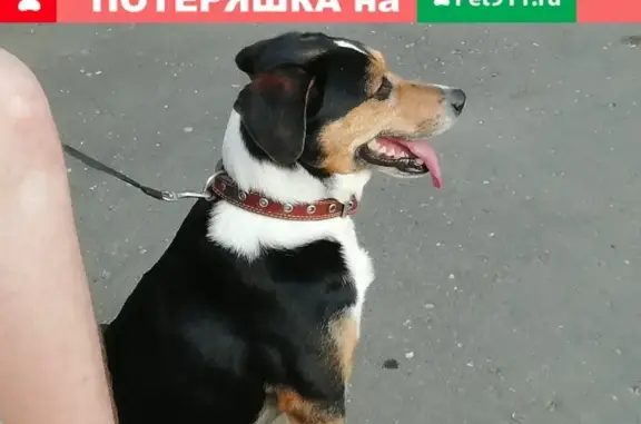 Найдена собака в районе Энергоинститута, Смоленск.
