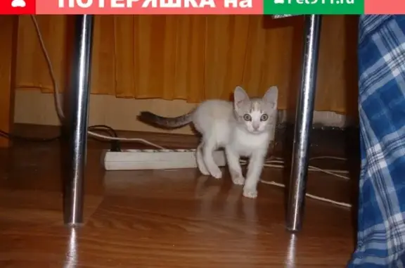 Найдена кошка-котенок в Заозерном