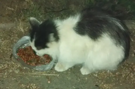 Найден котенок на ул. 40 лет Победы в Челябинске