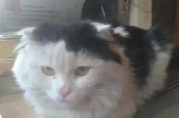 Найдена кошка возле 1-го дома в Щёлково