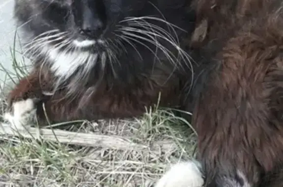 Найдена кошка в Калуге, нужна помощь