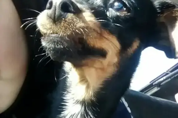 Пропала собака Буся в Ишимбае, Республика Башкортостан