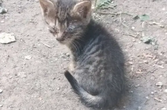Найден котенок в Саратове возле детского парка