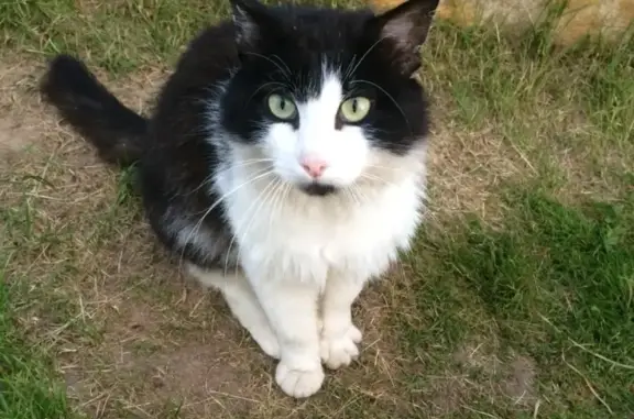 Крупный черно-белый кот на ул. Мусина в Казани