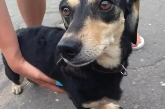 Собаки потеряшки, Калининград, фото: Потеряшка собака в СНТ Победа, Калининград