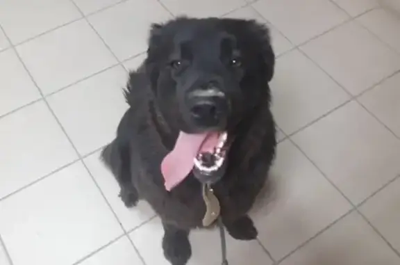 Найдена собака в Якутске с ошейником и поводком