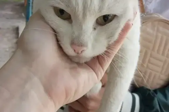 Найдена белая кошка на пер. Нахимова 2 в Магнитогорске.