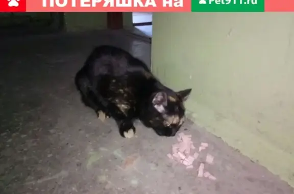 Найдена кошка в Екатеринбурге, ищем передержку