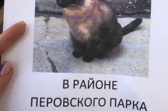 Найдена кошка в районе Перовского парка, Москва