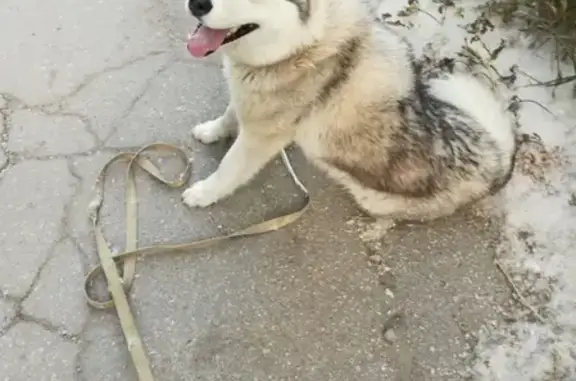 Пропала собака Хаска в Сызрани, вознаграждение.