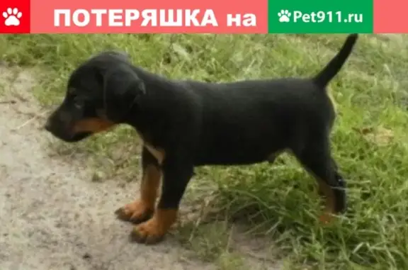 Пропала щенок ягтерьера в Зеленоградске