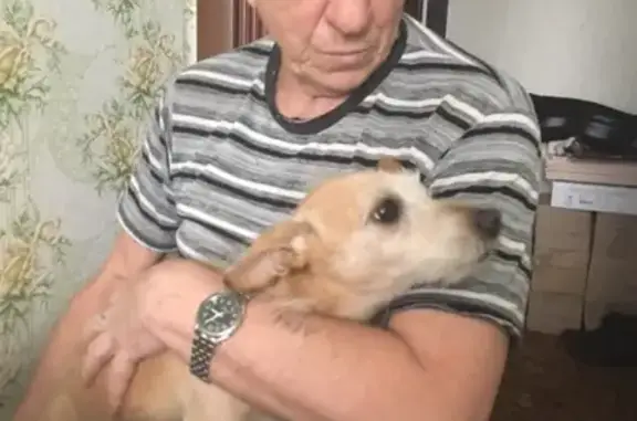 Пропала собака в Шумерле, награда 500 рублей