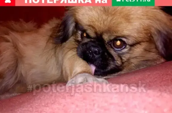 Пропала собака на улице Мопра в Новосибирске #lostpet
