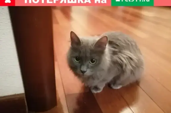 Кошки потеряшки, Москва, фото: Потеряшка кошка Ксюша на Весёлой, Москва