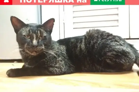 Пропал кот в районе посёлка Солдатово, Калининград