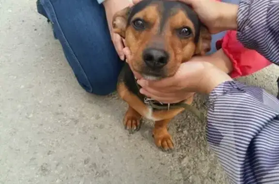 Пропала собака в Каменск-Уральском, ищем хозяев!