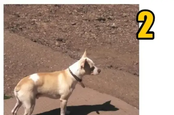 Найдена собака Потеряшки на улице Паршкова.