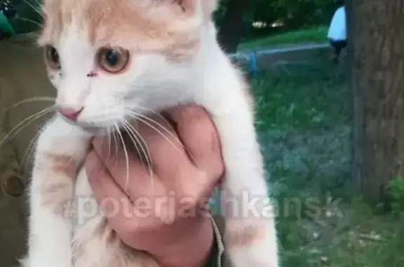 Найдена кошка на улице Станиславского в Новосибирске