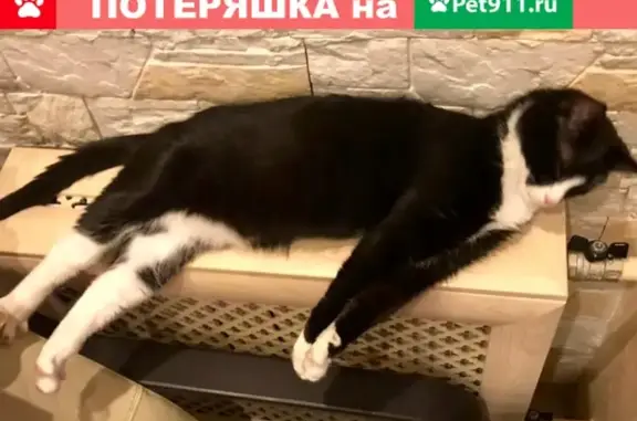 Пропал кот Валера на ул. Широкая, Щёлково.