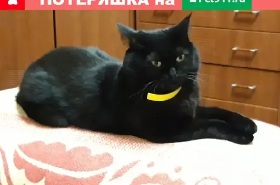 Пропала кошка в Иваново, район Преображенского собора, зовут Багира.