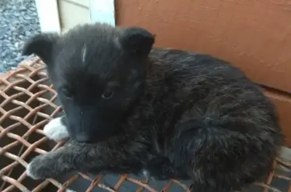 Найдена щенка возле железнодорожных путей в Ачинске, ищем хозяина