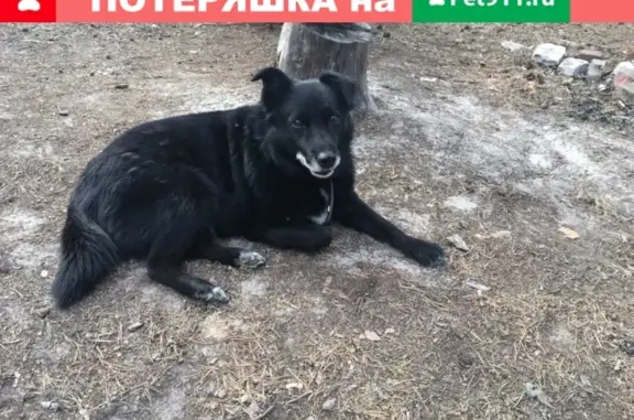Собаки потеряшки, Архангельск, фото: Потеряшка собака Мишка в районе лампового завода, Архангельск