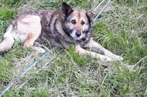 Пропала слепая собака Мухтар в Бордовичах, есть ошейник с адресником.