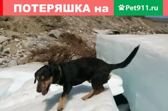 Пропала собака Такса в Ангарске