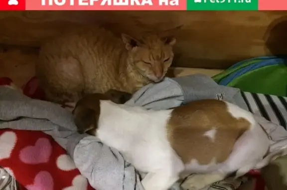 Пропала кошка породы Корниш рекс в Ярославском районе