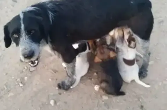 Найдена истощенная курцхаар с щенками в Новожилово