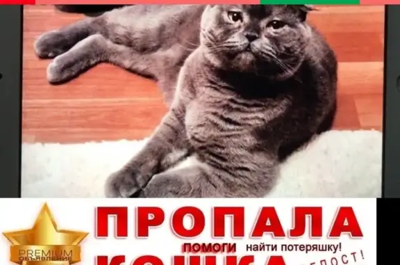 Пропал кот в Дмитровском районе, вознаграждение гарантировано