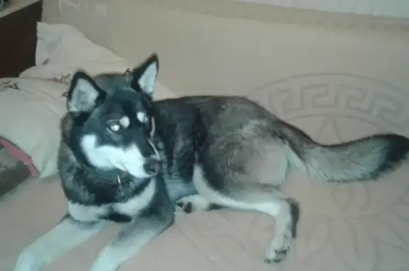 Пропала собака Хаски в СНТ Сосновый Угол (Тамбовская область)