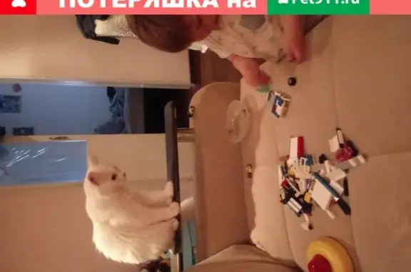 Пропала агрессивная кошка Боня в поселке Силинский, Артём