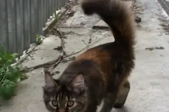 Найдена кошка в Арамиле