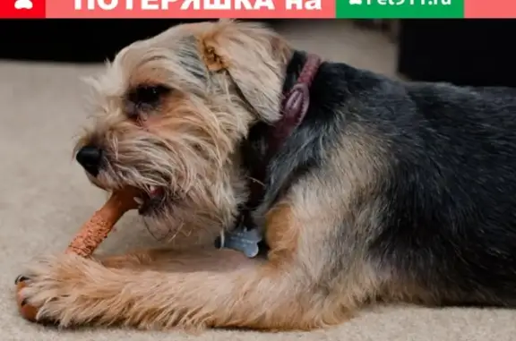 Найдена собака в Москве, бордер-терьер, ищем хозяина.