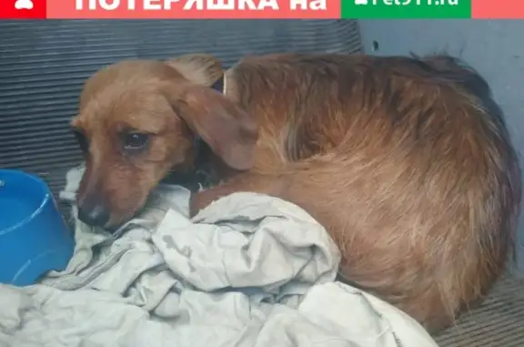 Найдена собака на Осташковском ш. в Мытищах
