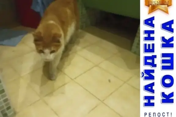 Пропала кошка на ул. Самаринская 1, найден рыжий кот.