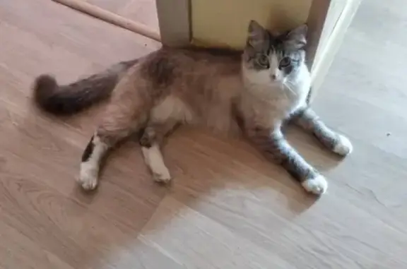 Кошки потеряшки, Борисов, фото: Потеряшка кошка на ул. Чаловской, 26