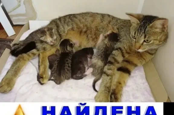 Кошки потеряшки, Братск, фото: Потеряшка кошка в районе Алых парусов, найдена беременная кошка с котятами.