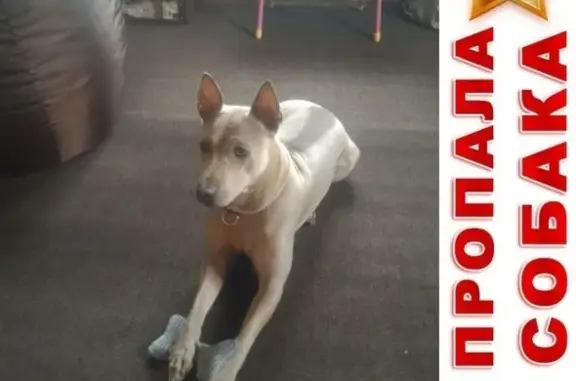 Пропала собака в СНТ Дубрава, Клинский район, Московская область, д. Опалево.