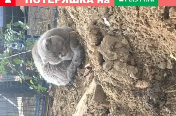 Серая кошка найдена в подвале Москвы