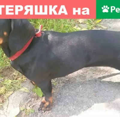 Собака Такса найдена в Казани на ул. Меридианная, 10.