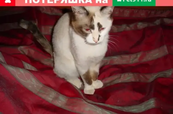 Найдена кошка на улице Малыгина, 10к2 в Москве
