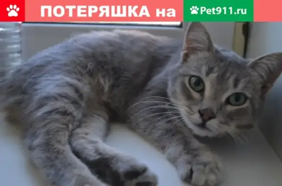 Найдена кошка в районе ЖК Пугачевский, ул. Ворошилова.