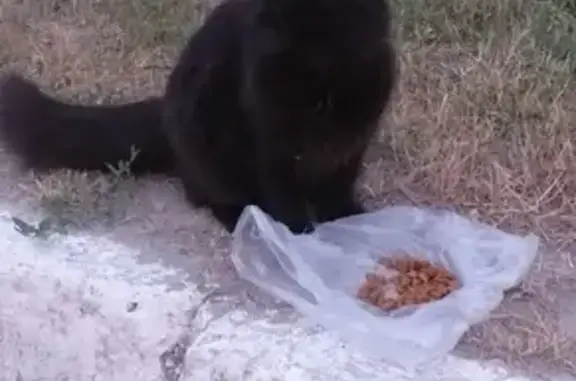 Найдена черная кошка на улице Степной, Брянск