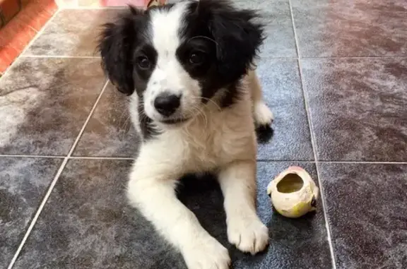 Потерянные животные Анапа, фото: Пропала собака в Анапе на Заводской улице