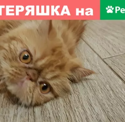 Пропала кошка Феликс, ул. Комсомольская 24а, Самарская обл.